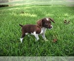 Small #3 Brittany