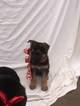 Small Photo #20 German Shepherd Dog Puppy For Sale in PORTERVILLE, CA, USA