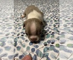 Puppy Boy 1 Boston Terrier
