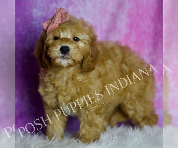Medium Photo #4 Goldendoodle (Miniature) Puppy For Sale in WARSAW, IN, USA