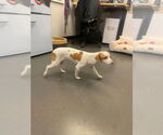 Small #9 Italian Greyhuahua