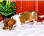 Small Photo #57 Dachshund Puppy For Sale in WAKARUSA, IN, USA