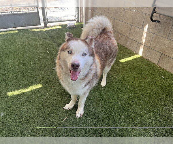 Medium Photo #2 Siberian Husky Puppy For Sale in Corona, CA, USA