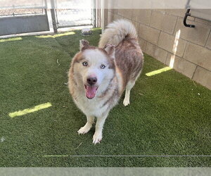 RILEY - Female Siberian Husky Dog for Adoption - Photo #2