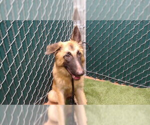 German Shepherd Dog Dogs for adoption in Downey, CA, USA
