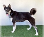 Small #2 Huskies  Mix