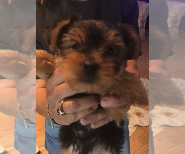 Medium Photo #1 Yorkshire Terrier Puppy For Sale in POLK CITY, FL, USA