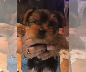 Yorkshire Terrier Puppy for sale in POLK CITY, FL, USA
