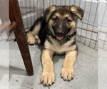 Small #18 German Shepherd Dog