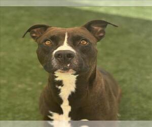 American Pit Bull Terrier-Unknown Mix Dogs for adoption in Texas City, TX, USA