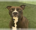 Small American Pit Bull Terrier Mix