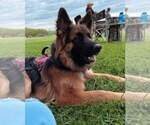 Small Photo #121 German Shepherd Dog Puppy For Sale in LA FAYETTE, NY, USA