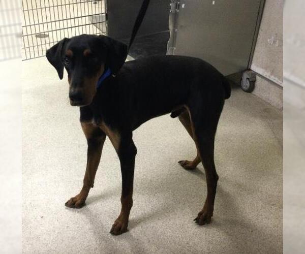 Medium Photo #1 Doberman Pinscher Puppy For Sale in Riverside, CA, USA