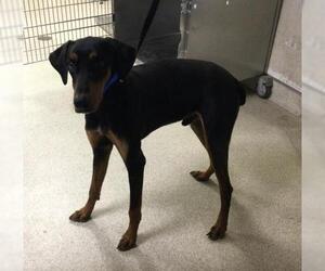Doberman Pinscher Dogs for adoption in Riverside, CA, USA