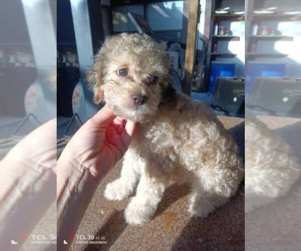 Medium Photo #3 Maltipoo Puppy For Sale in MANSFIELD, TX, USA