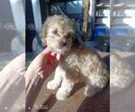 Small #2 Maltipoo