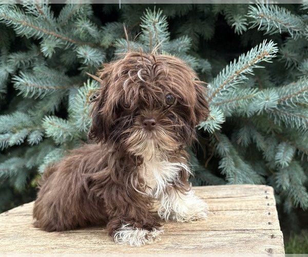 Medium Photo #1 Shih Tzu Puppy For Sale in MIDDLEBURY, IN, USA