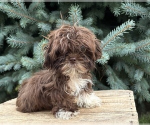 Shih Tzu Puppy for sale in MIDDLEBURY, IN, USA
