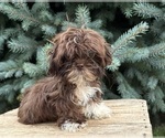 Small Shih Tzu