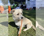 Small Photo #5 Cairn Terrier-Unknown Mix Puppy For Sale in Techny, IL, USA