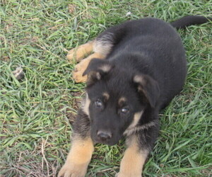 German Shepherd Dog Puppy for sale in COLUMBUS, NE, USA