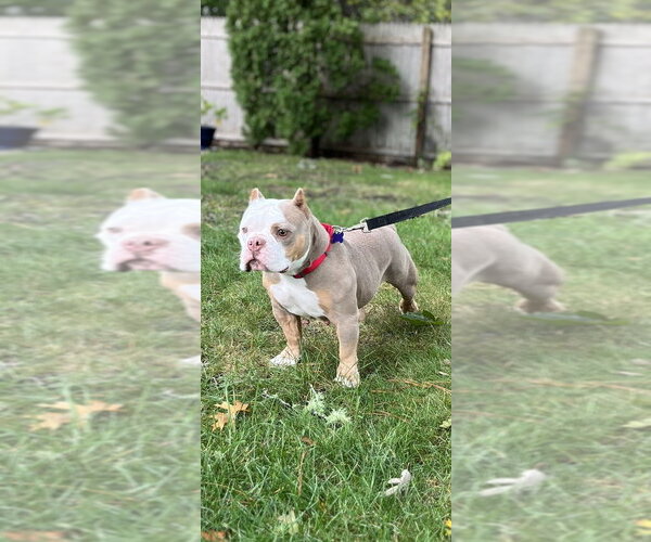 Medium Photo #1 American Pit Bull Terrier Puppy For Sale in Oak Bluffs, MA, USA