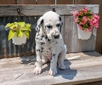 Small Photo #62 Dalmatian Puppy For Sale in GOSHEN, IN, USA