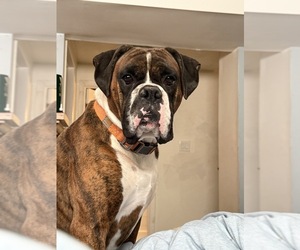 Father of the Boxer puppies born on 02/22/2025