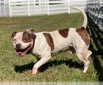 Small Photo #7 American Pit Bull Terrier Puppy For Sale in Virginia Beach, VA, USA