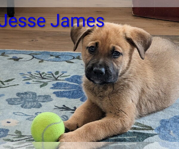 Medium Photo #5 Mutt Puppy For Sale in Sandy, UT, USA