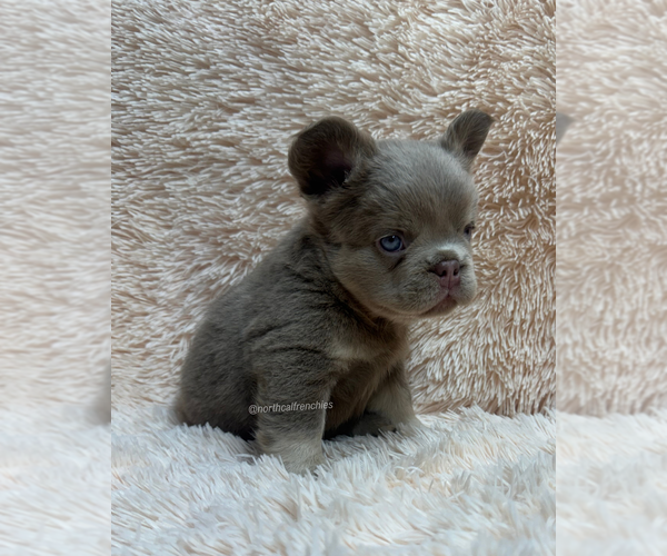 Medium Photo #3 French Bulldog Puppy For Sale in SACRAMENTO, CA, USA