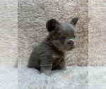 Small #2 French Bulldog