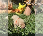 Small #5 Labrador Retriever