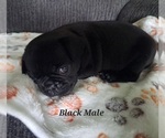 Small Photo #20 Pug Puppy For Sale in NEW BERN, NC, USA