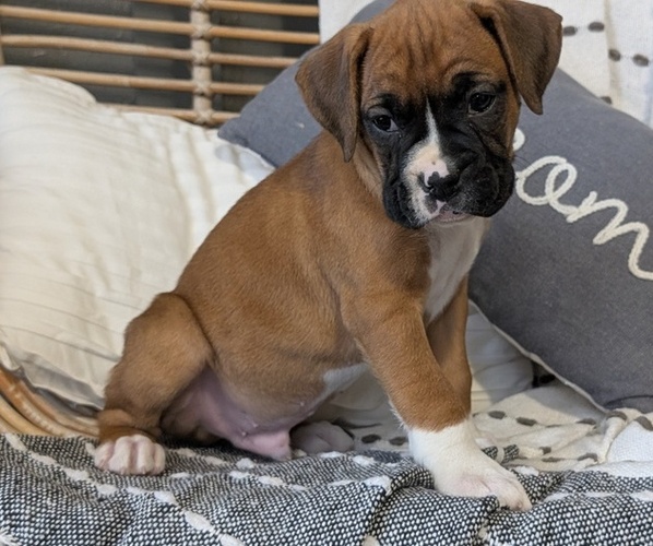 Medium Photo #43 Boxer Puppy For Sale in GOSHEN, IN, USA