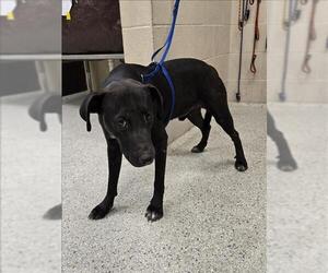 Labrador Retriever-Unknown Mix Dogs for adoption in Conroe, TX, USA