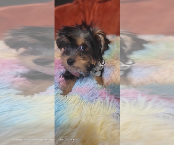 Medium Photo #45 Yorkshire Terrier Puppy For Sale in AKRON, OH, USA