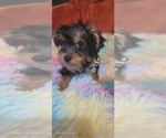 Small Photo #45 Yorkshire Terrier Puppy For Sale in AKRON, OH, USA