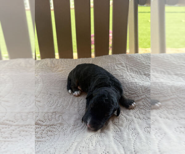 Medium Photo #2 Bernedoodle Puppy For Sale in CASTLE ROCK, CO, USA