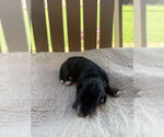 Puppy Apollo Bernedoodle