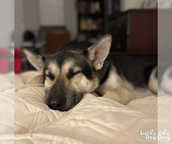 Medium Photo #7 German Shepherd Dog-Unknown Mix Puppy For Sale in Washington, DC, USA