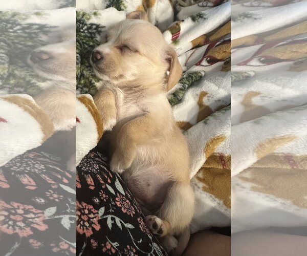 Medium Photo #5 Chihuahua-Unknown Mix Puppy For Sale in Valrico, FL, USA