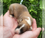 Small Photo #7 Pembroke Welsh Corgi Puppy For Sale in CRESTVIEW, FL, USA
