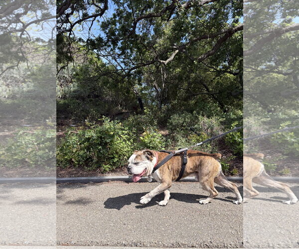 Medium Photo #3 Bulldog-Unknown Mix Puppy For Sale in San Jose, CA, USA