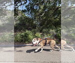 Small #2 Bulldog Mix
