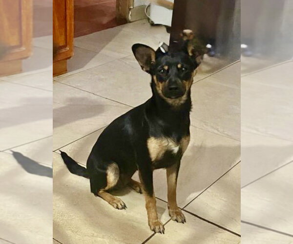 Medium Photo #8 Miniature Pinscher-Unknown Mix Puppy For Sale in San Diego, CA, USA