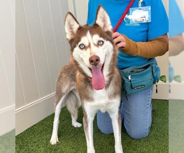 Medium Photo #1 Siberian Husky Puppy For Sale in Camarillo, CA, USA