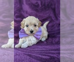 Small Photo #7 Maltipoo Puppy For Sale in ATGLEN, PA, USA