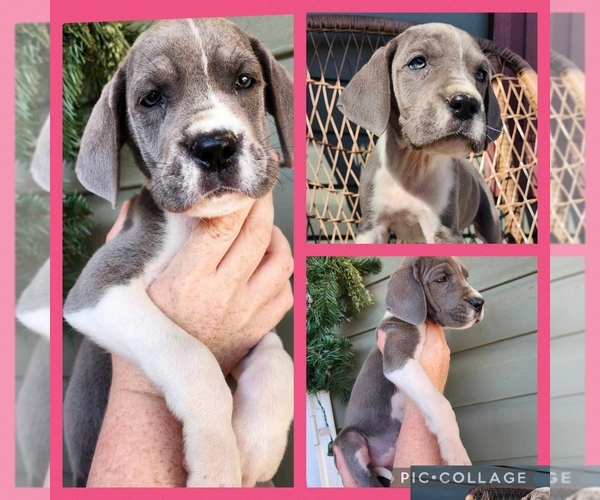 Medium Photo #1 Great Dane Puppy For Sale in GREENVILLE, NC, USA