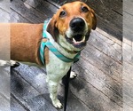 Small #4 Labrador Retriever-Treeing Walker Coonhound Mix